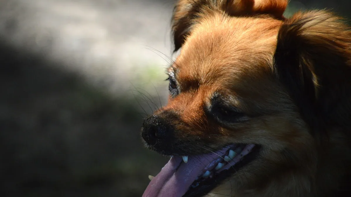Buprenorphine Side Effects in Dogs: Panting, Sedation, More