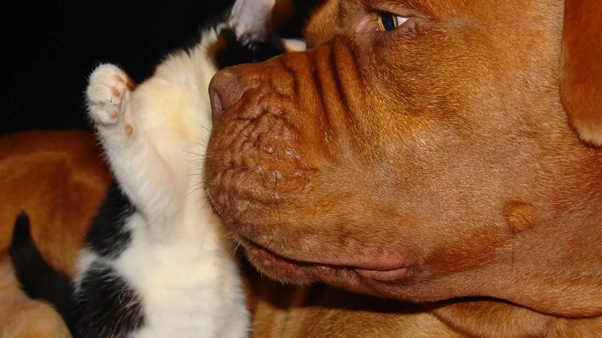 Burns in Dogs and Cats: First Aid and Vet Care