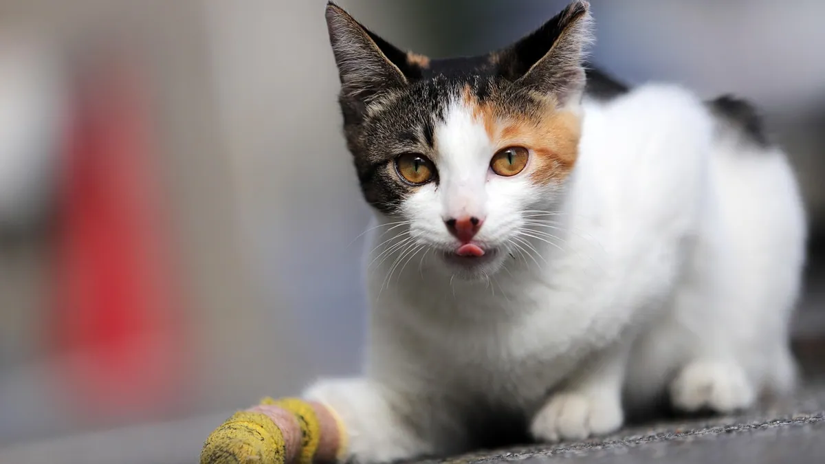 Burns in Cats: Types, First Aid, and Treatment Options