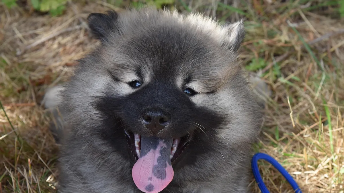 Burns in a Dog's Mouth: Signs, First Aid, and Vet Care