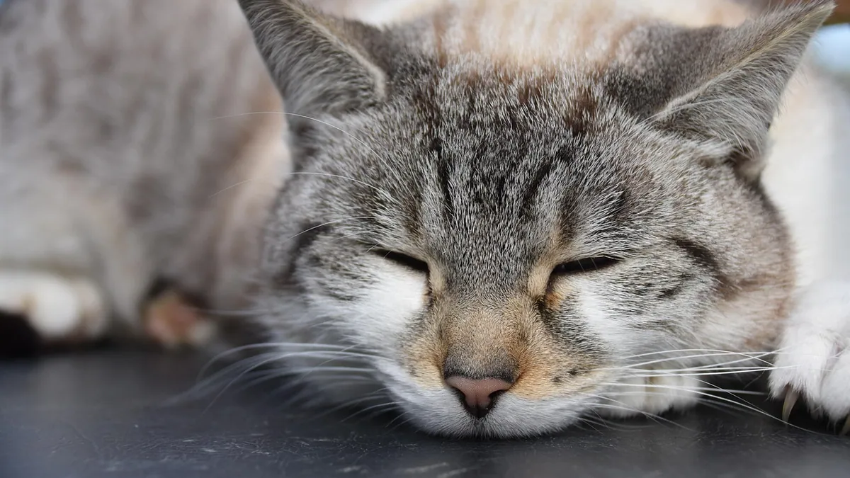Butorphanol Sedation in Cats: What Owners Should Know
