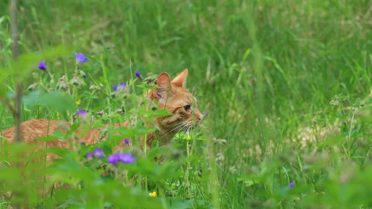 Is Butterfly Weed Toxic to Cats? Milkweed Risks