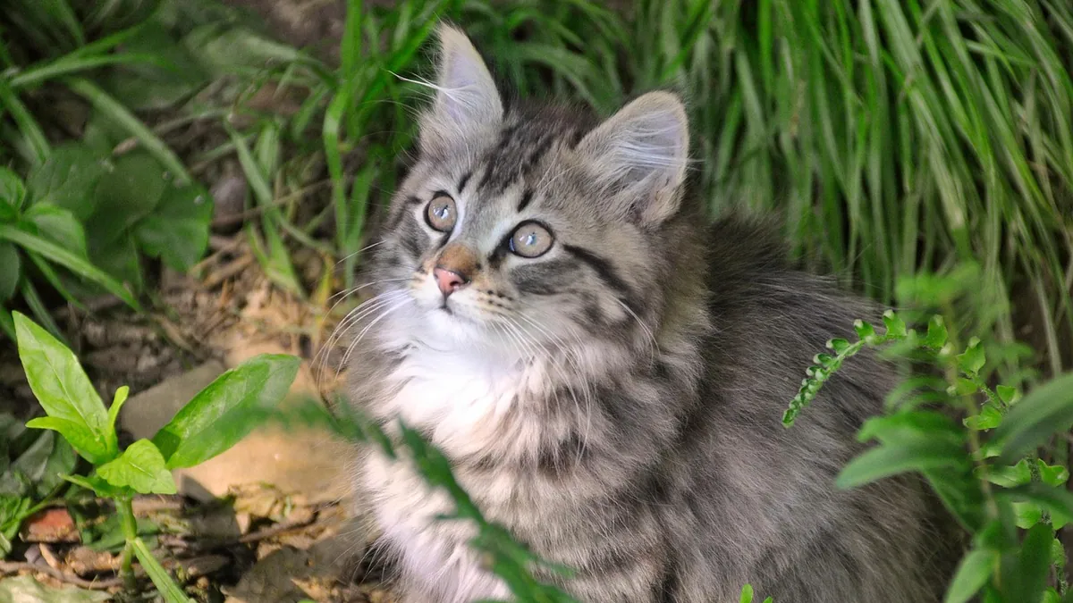Is Button Fern Toxic to Cats? Safety Information