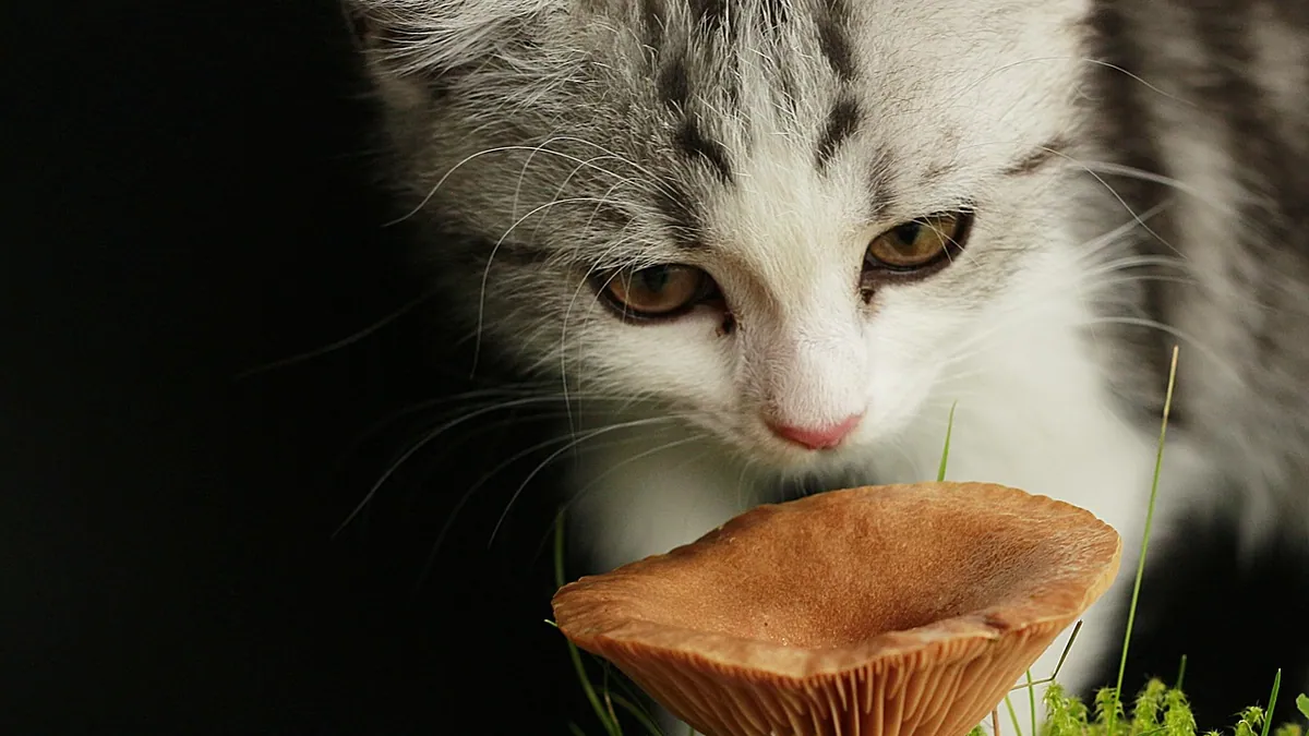 Are Button Mushrooms Toxic to Cats?