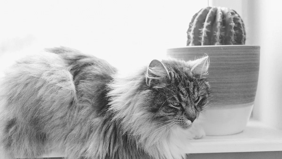 Are Cactus Plants Toxic to Cats? Orchid, Coral, and More