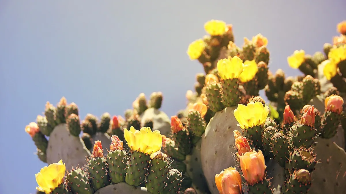 Are Cactus Plants Toxic to Dogs? Holiday and Garden Types