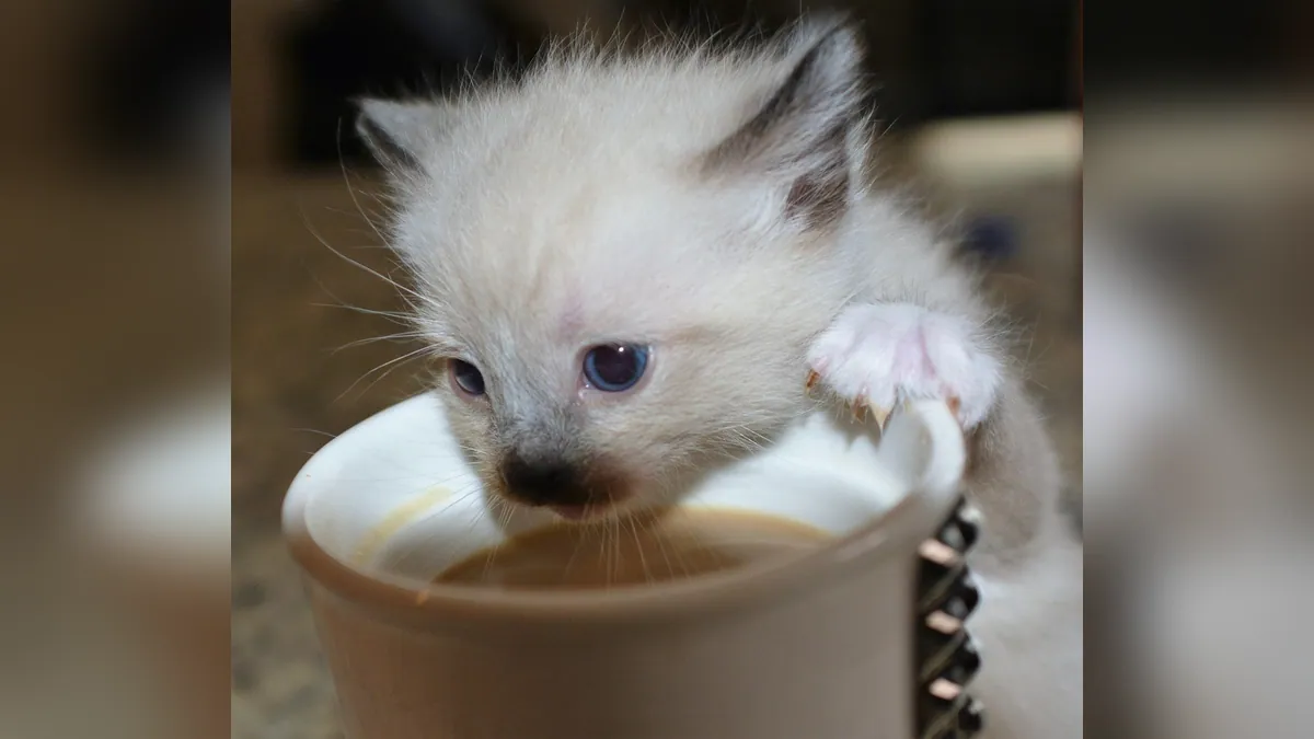 Is Caffeine Lethal to Cats? Toxicity and Signs