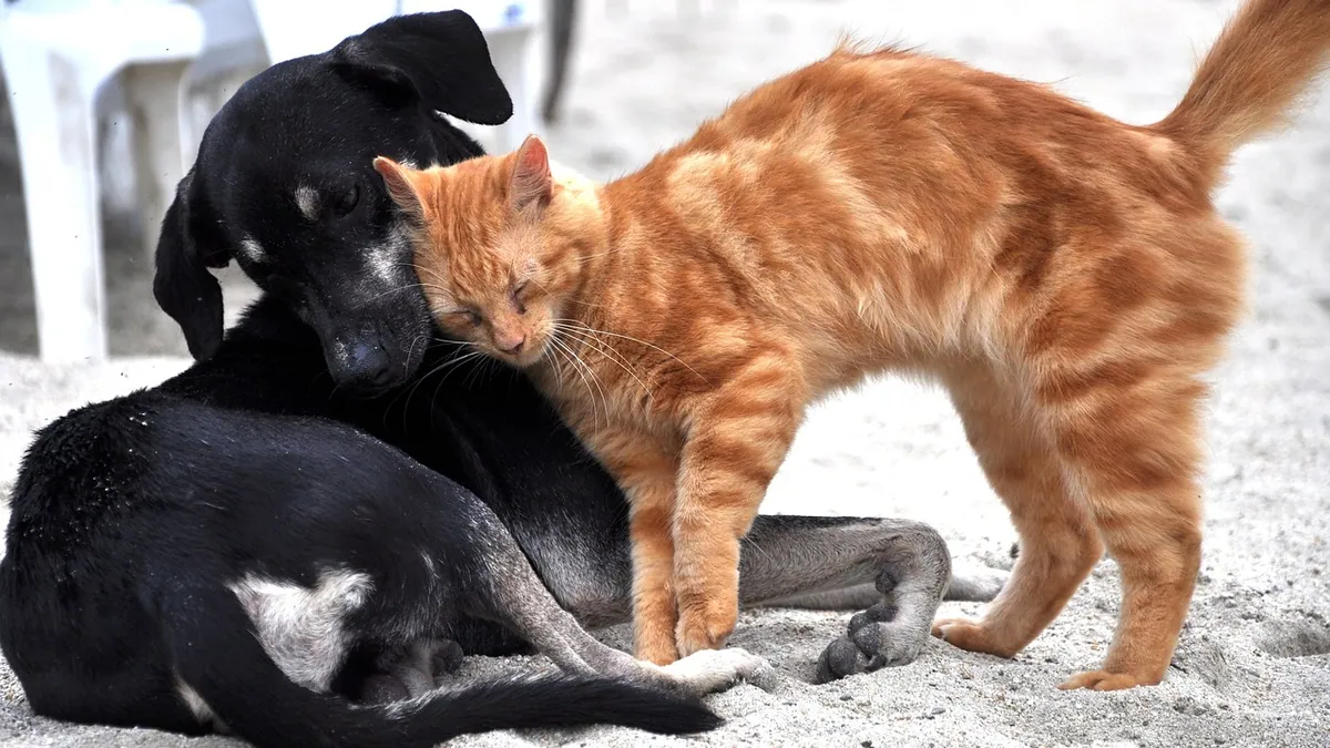Is Caffeine Toxic to Dogs and Cats? Signs and What to Do