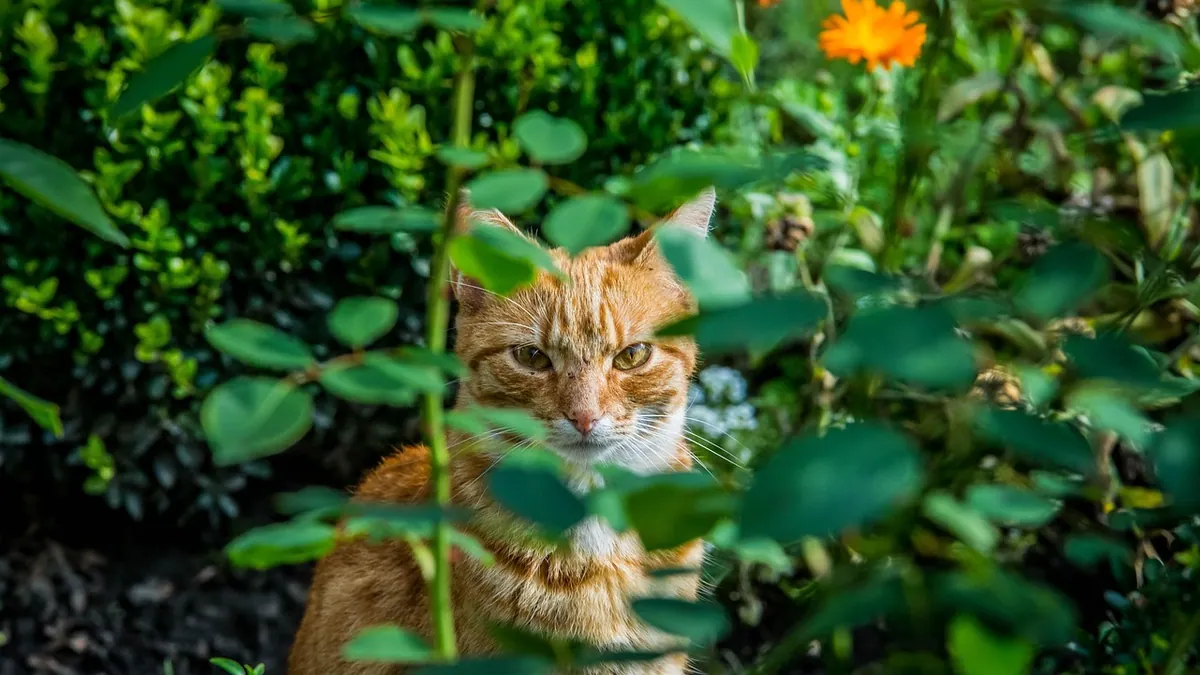 Is Calathea Makoyana Toxic to Cats? Safety Facts