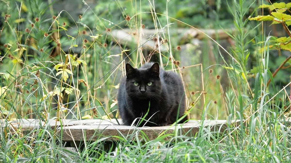 Is Calathea Rufibarba Toxic to Cats? What to Know