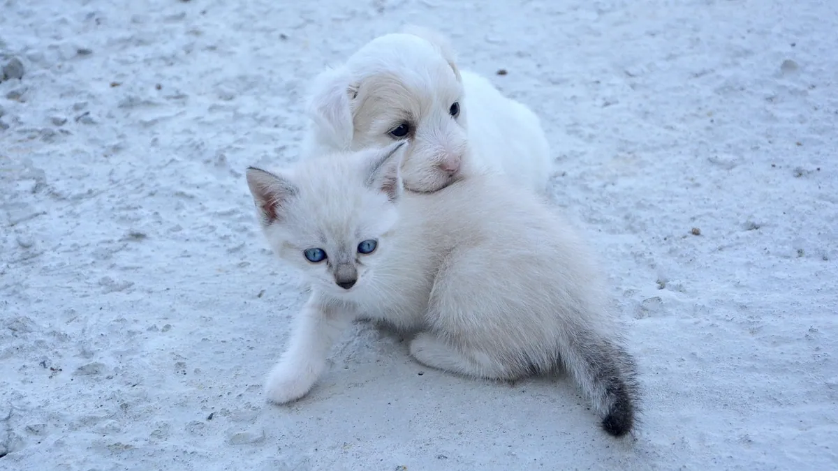 Is Calathea Toxic to Cats and Dogs? Pet Safety
