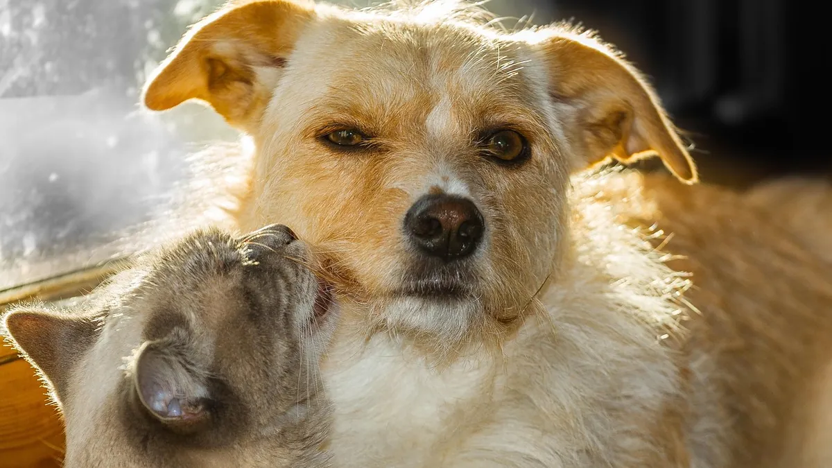 Can Dogs Get Calicivirus? Symptoms and Treatment Facts