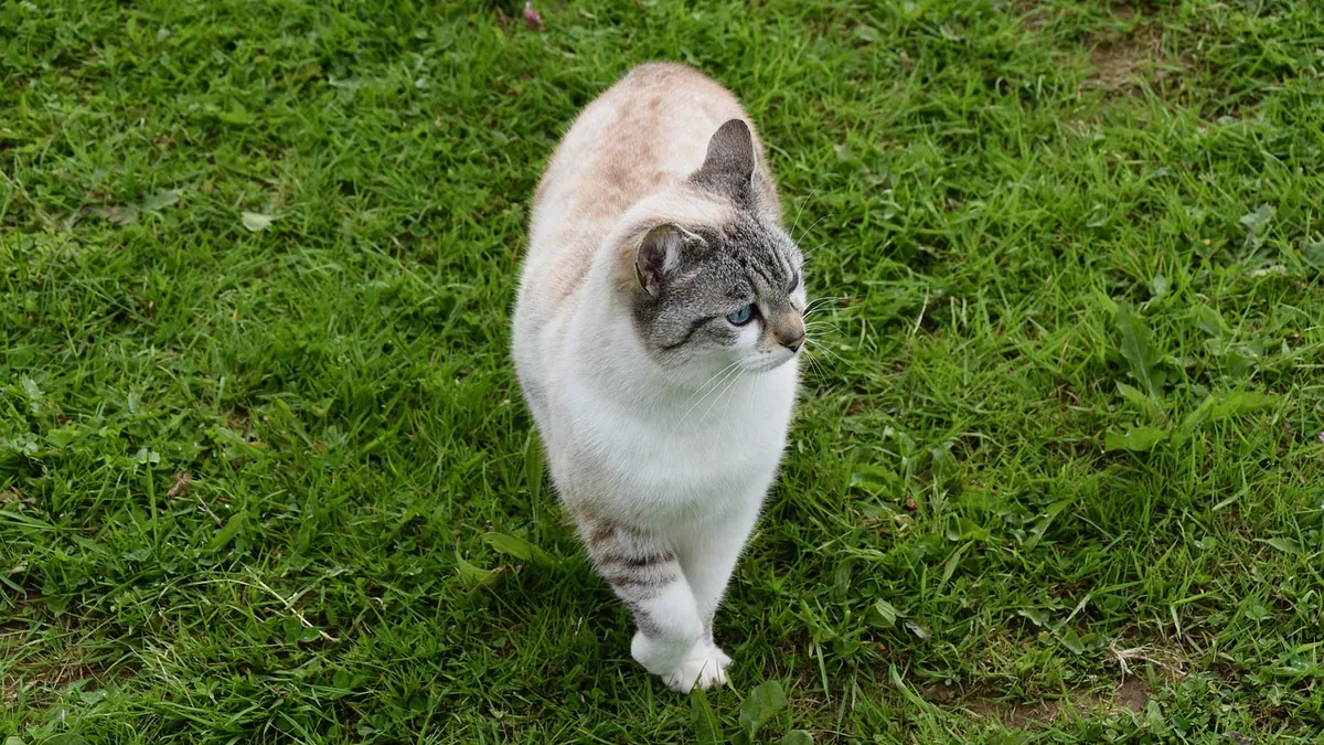 Calicivirus Limping Syndrome in Cats: Why Cats Limp