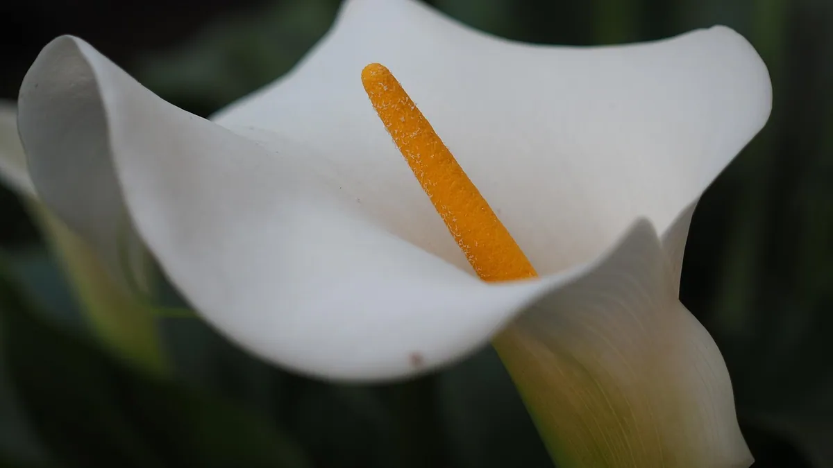 Is Calla Lily Poisonous to Dogs? Signs and What to Do