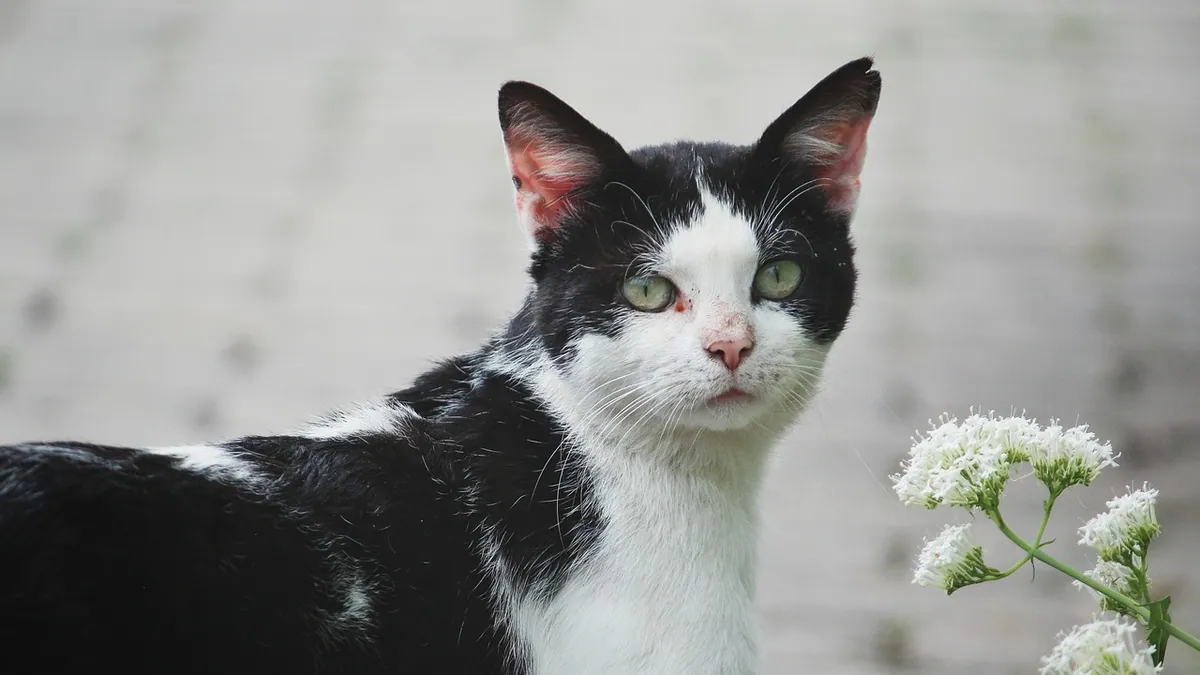 Are Calla Lilies Toxic to Cats? Symptoms and Care
