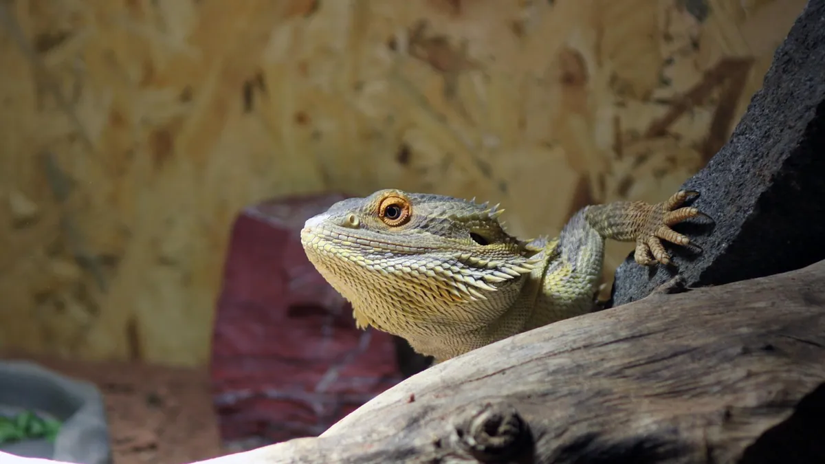 Can Bearded Dragons Eat Coconut Fiber? Substrate Safety