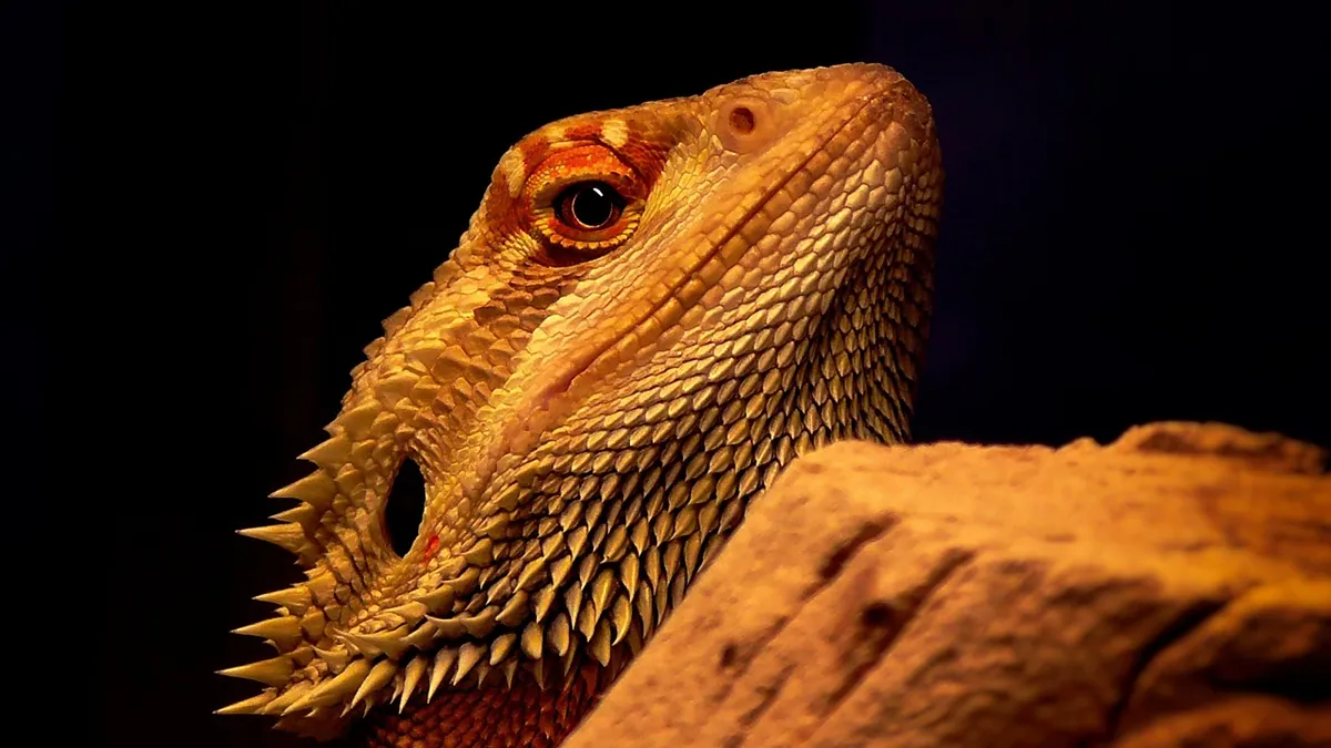 Can Bearded Dragons Eat Isopods? Feeder Safety
