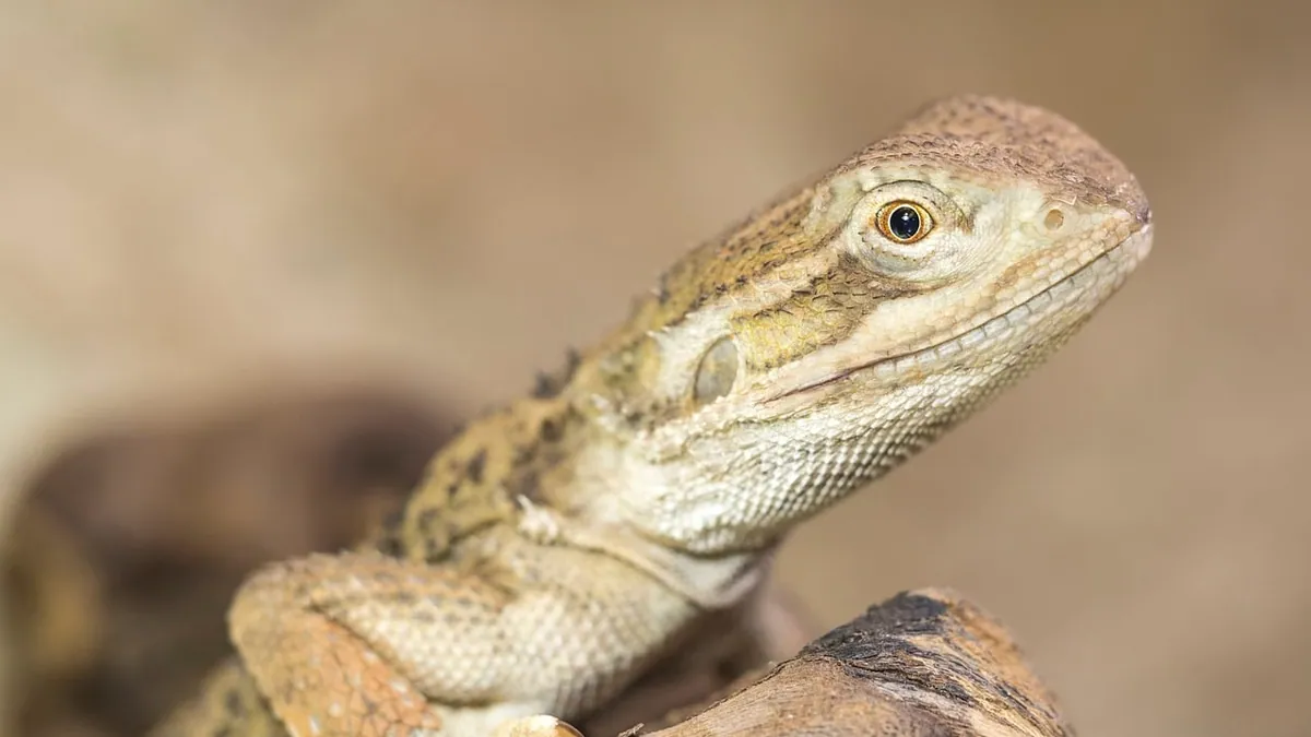 Can Bearded Dragons Eat Okra? Fresh, Frozen, and How Often