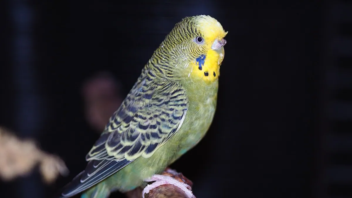 Can Budgies Eat Cucumbers? Safe Serving Tips
