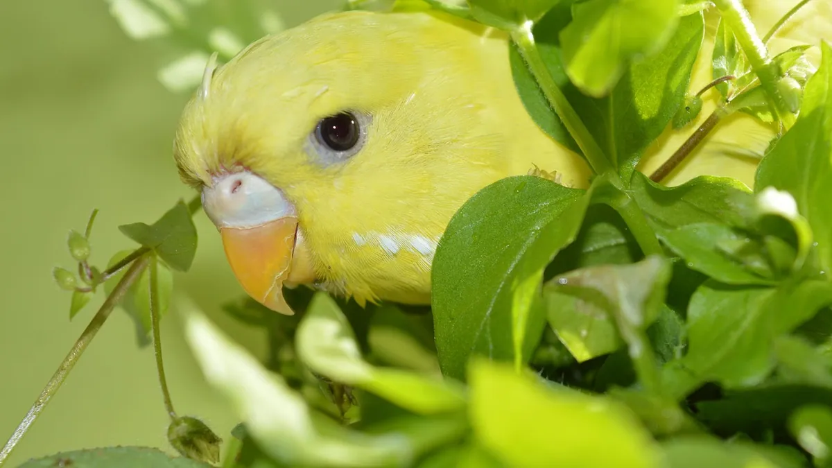 Can Budgies Eat Lettuce? Types and Serving Tips