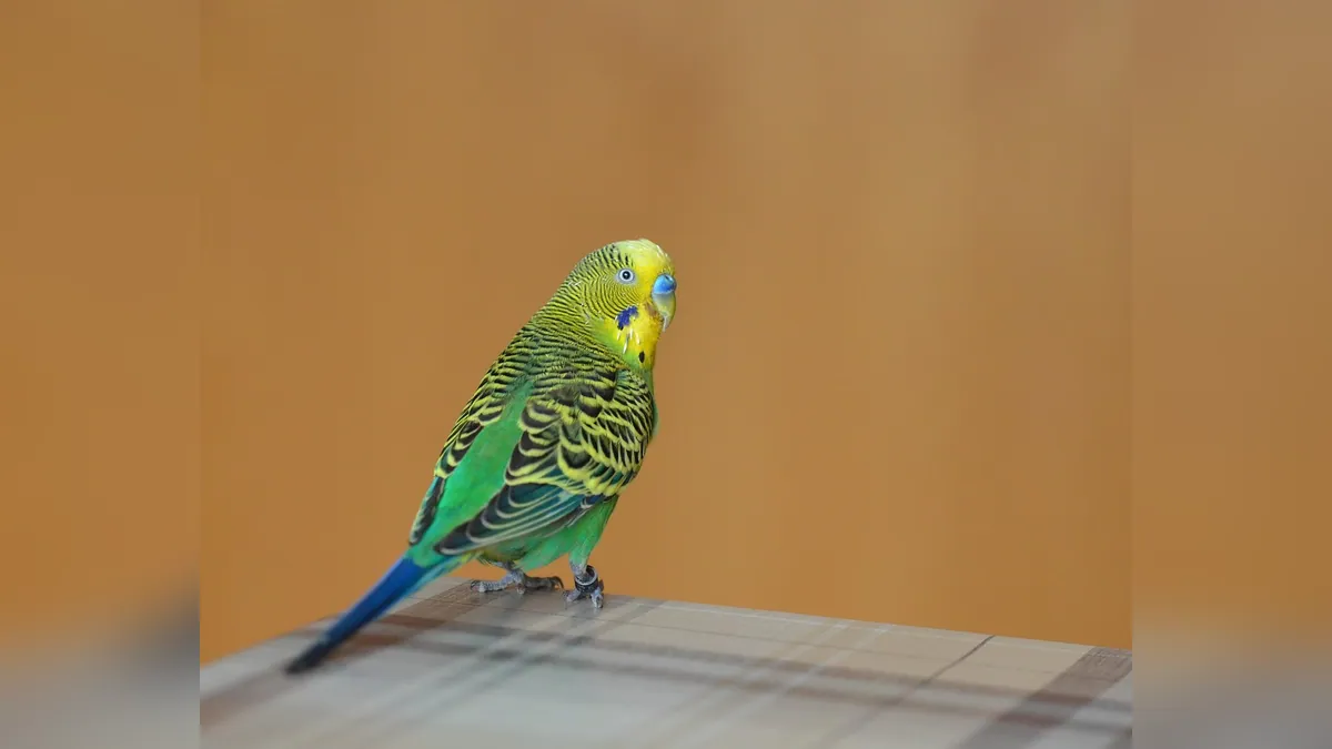 Can Budgies Eat Tomatoes? Leaves and Fruit Safety