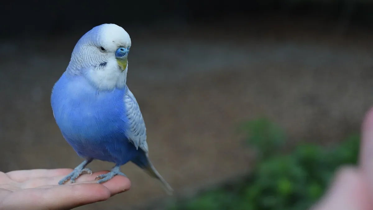 Can Budgies Talk? What to Expect From a Pet Budgie