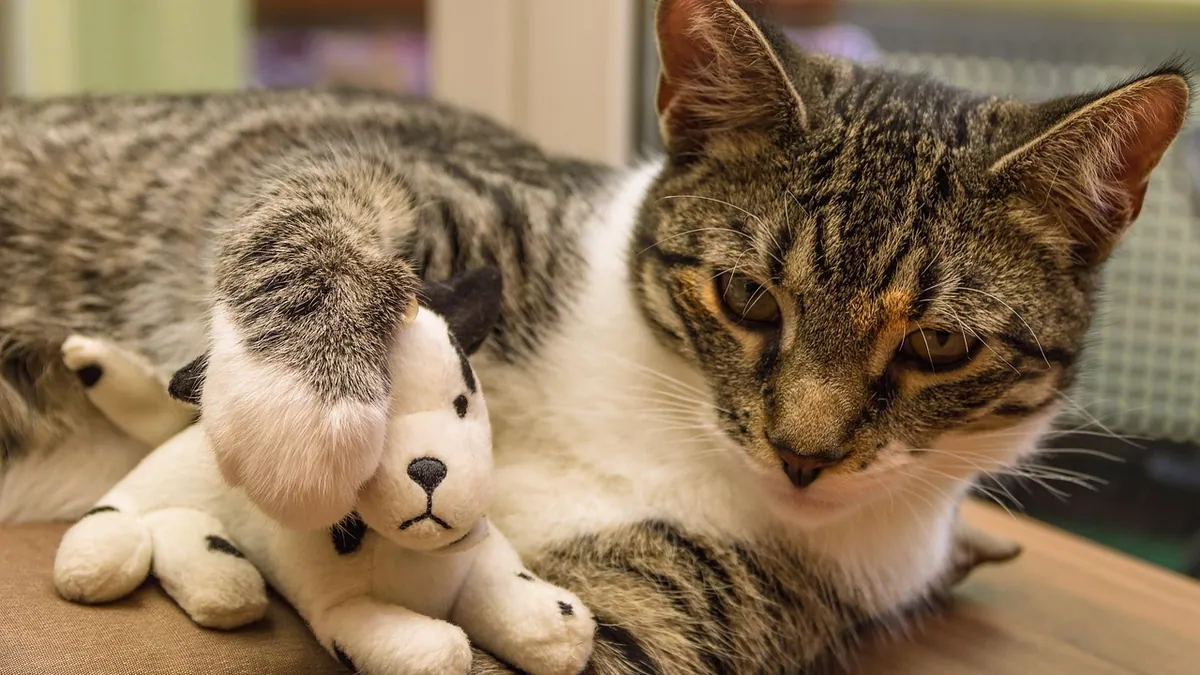 Can Cat Flu Spread to Dogs? What Owners Should Know
