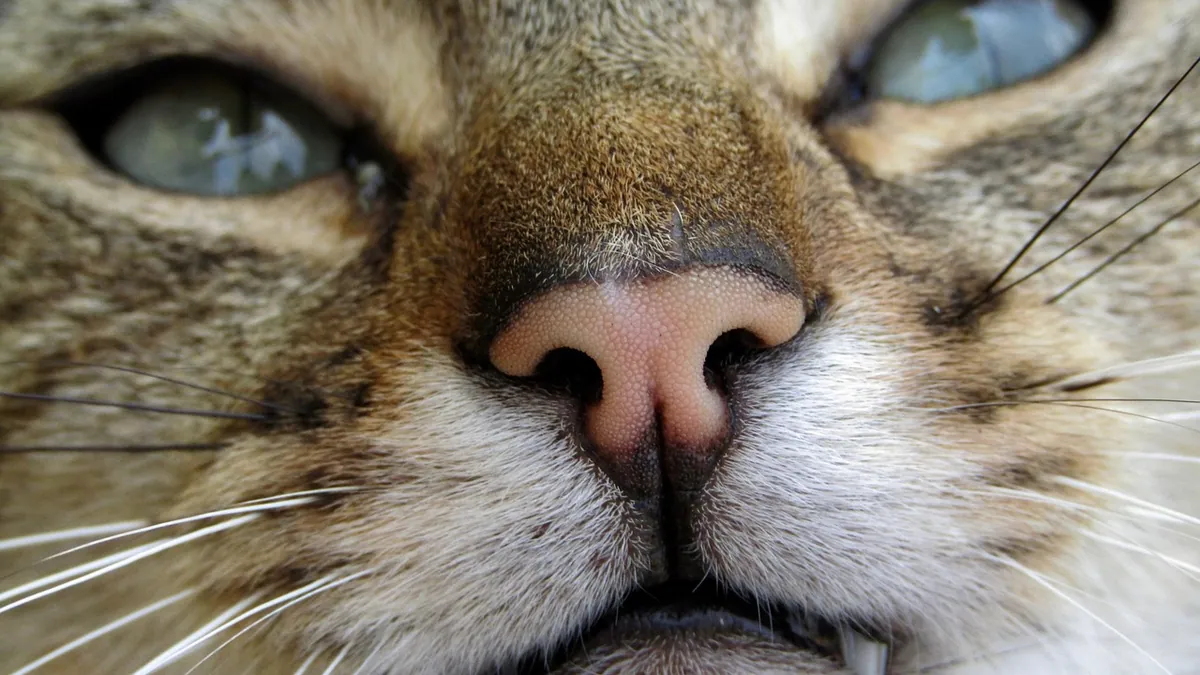 Can a Cat Live With a Broken Tooth? What to Know