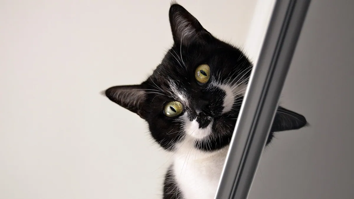 Can Cats Be Electrocuted? What Happens and What to Do