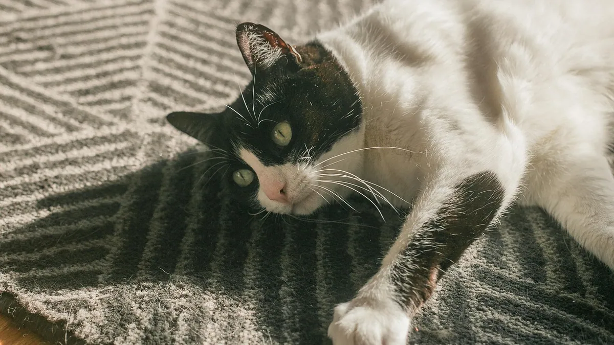 Can Cats Digest Plastic? Risks and What to Do