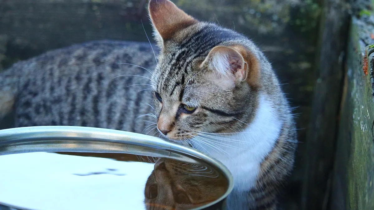 Can Cats Drink Coconut Milk, Water or Cream? Vet Advice