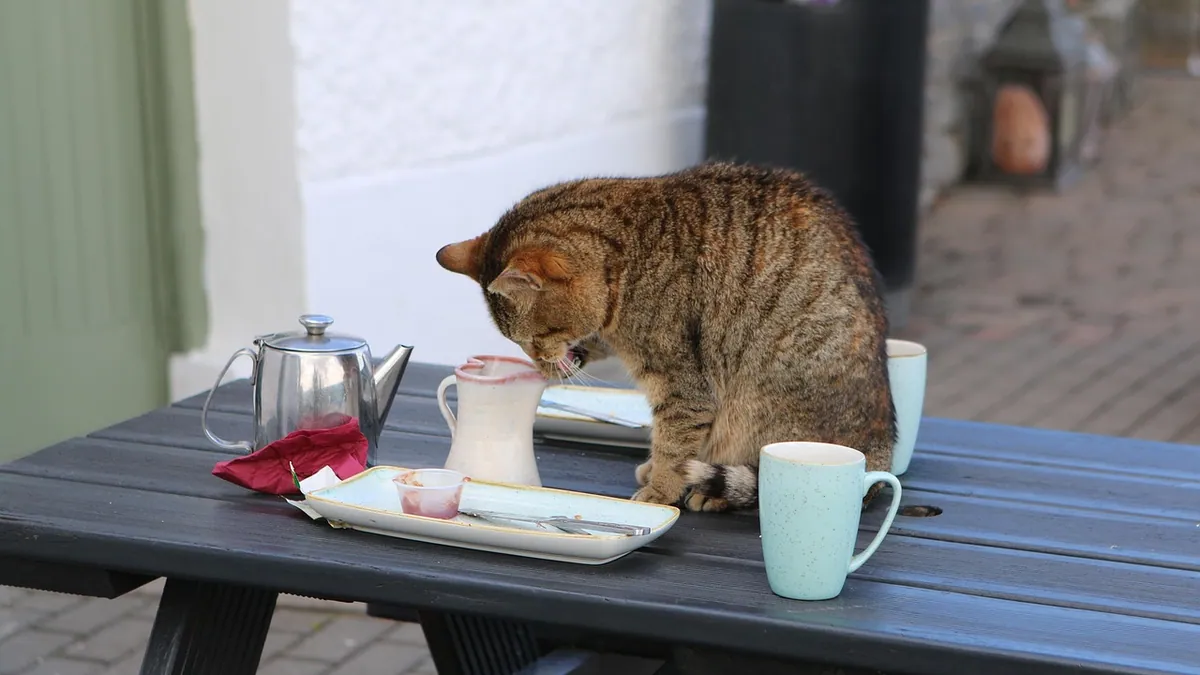 Can Cats Drink Tea? Caffeine and Plant Toxicity Risks