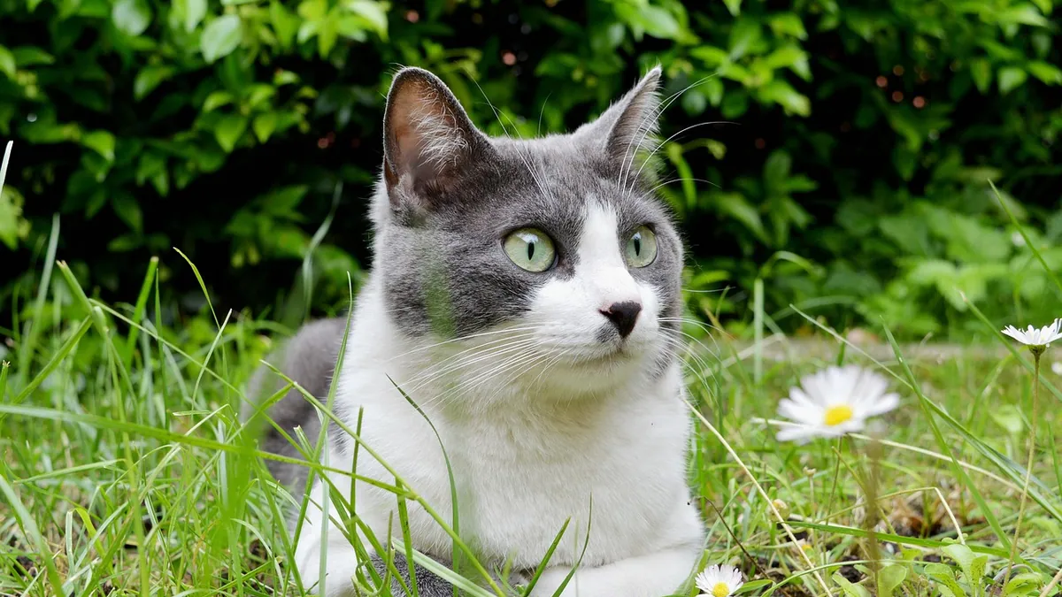 Can Cats Eat Arugula? Safety and Serving Tips