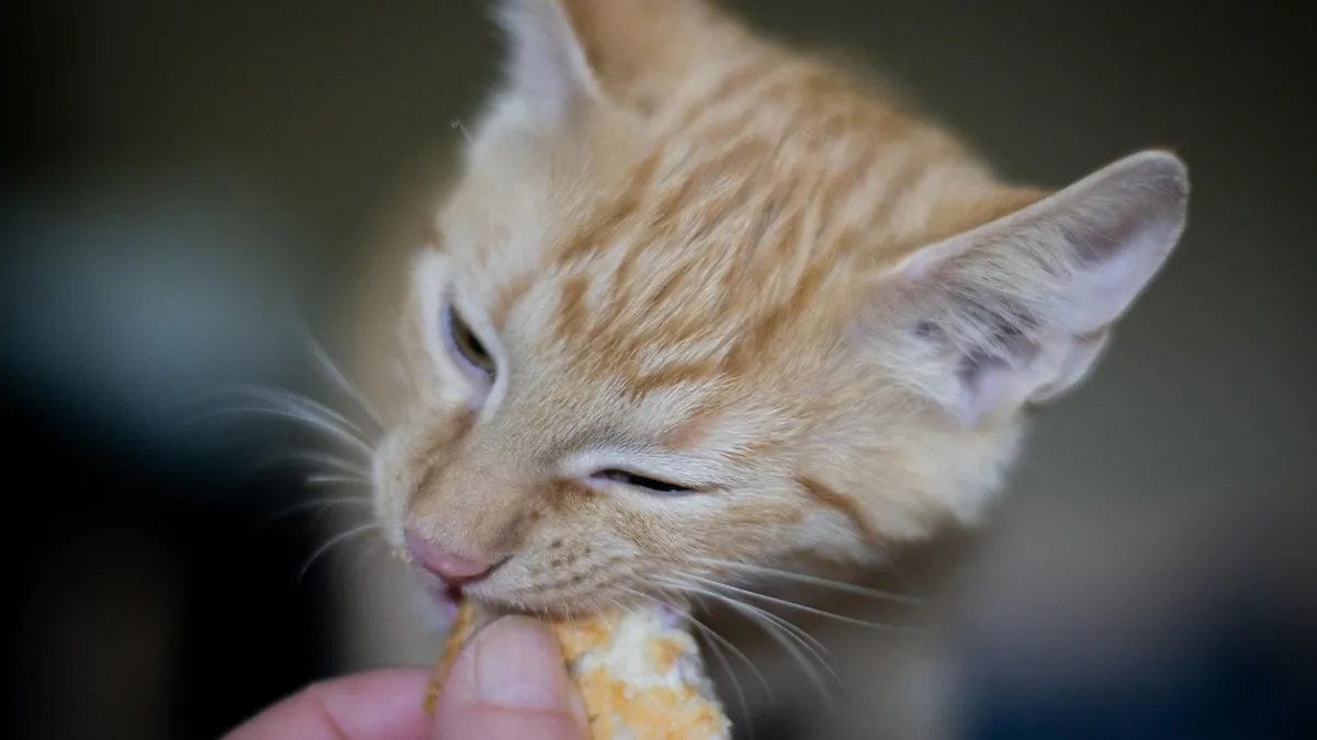 Can Cats Eat Bagels? Cinnamon, Cream Cheese and Safety