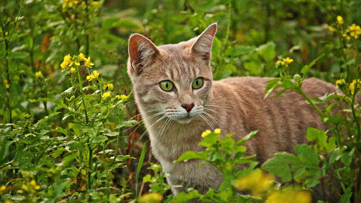 Can Cats Eat Bird Seed? Risks of Wild Bird Food