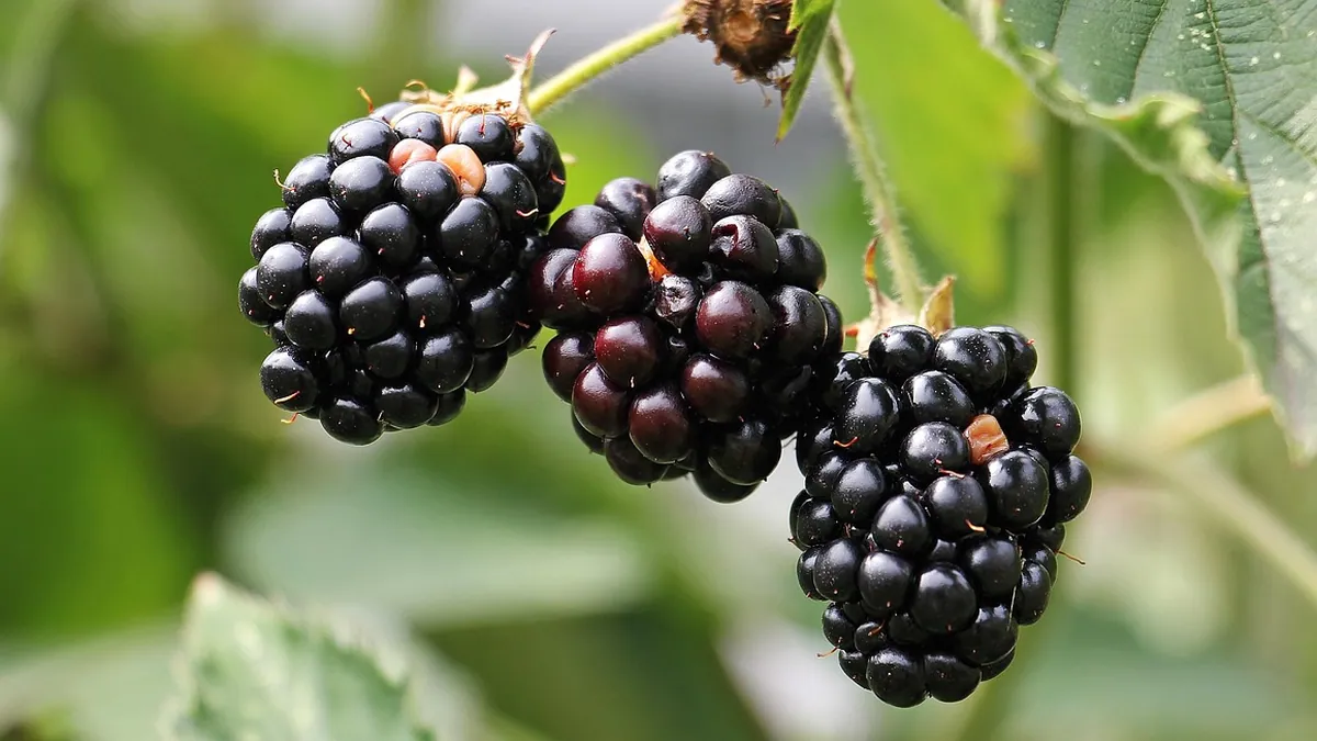 Can Cats Eat Blackberries? Seeds, Sugar, and Safety