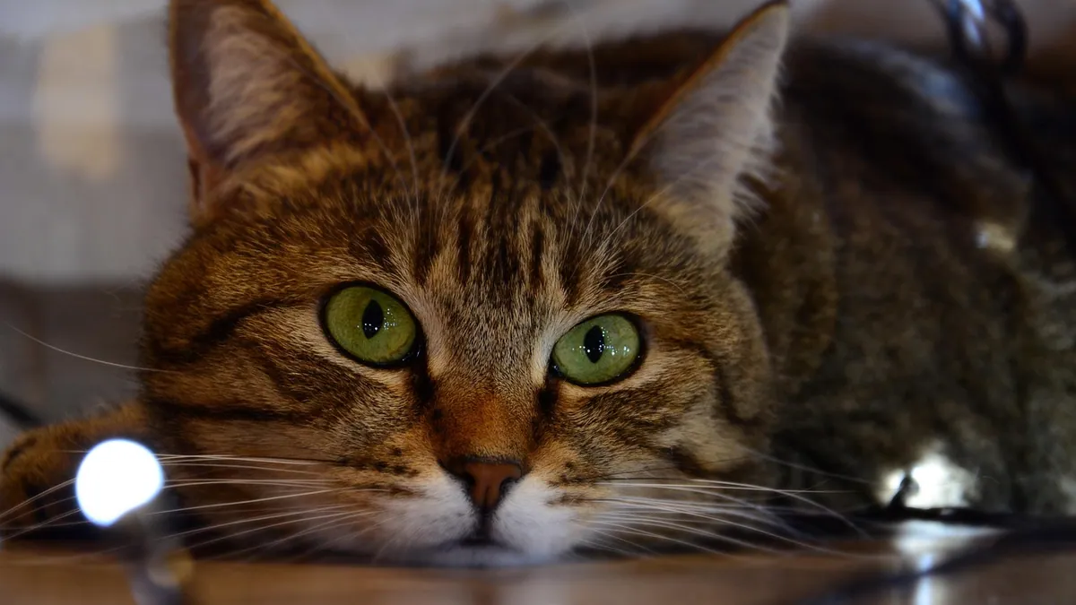 Can Cats Eat Bloodworms? Safety and Risks