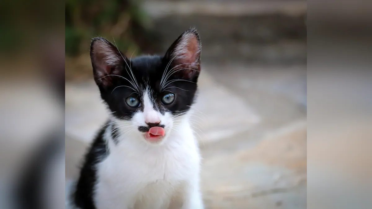 Can Cats Eat Blueberry Yogurt? Dairy and Sugar Risks