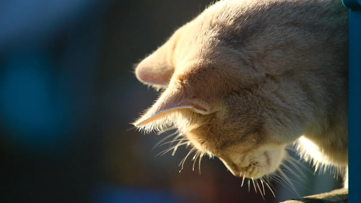 Can Cats Eat Bread and Butter? Risks of Fat and Dairy