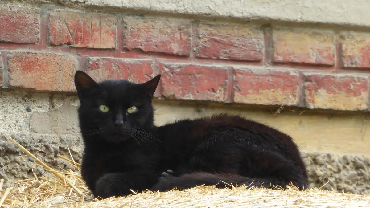Can Cats Eat Brown Rice and Chicken? Safe Serving Guide