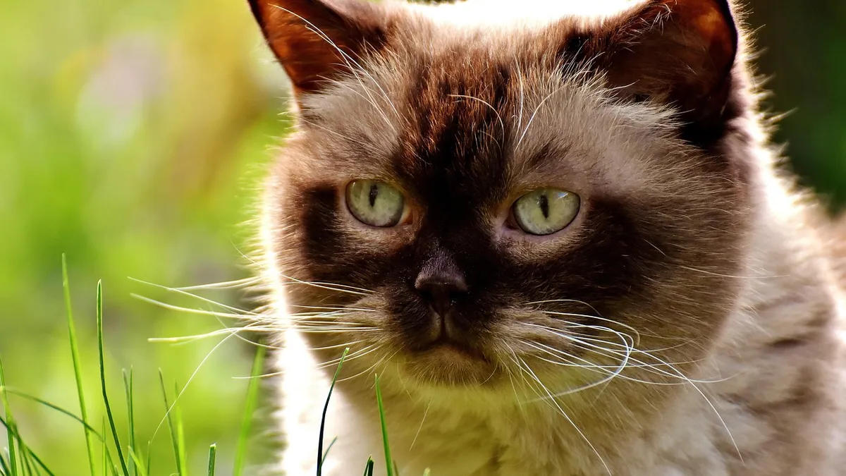 Can Cats Eat Cabbage? Raw, Cooked, and Leaf Safety