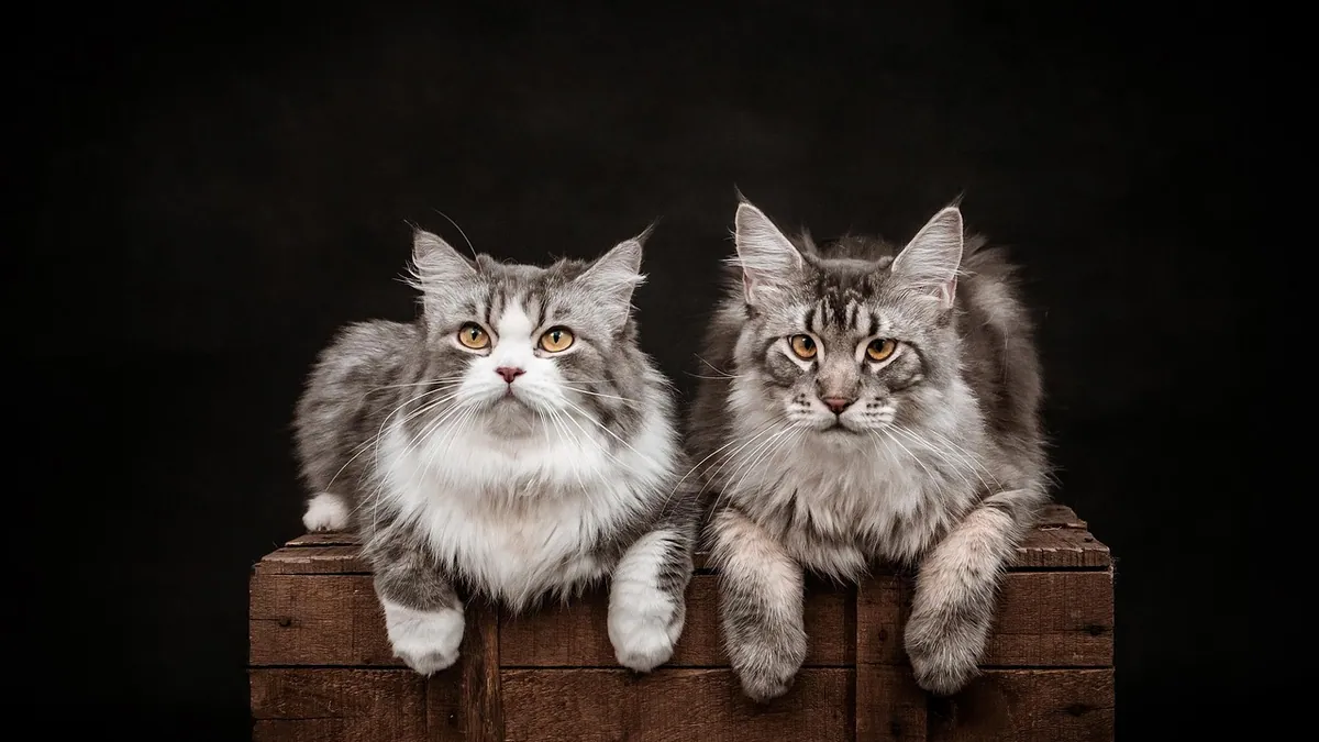 Can Cats Eat Cantaloupe? Seeds, Rind, and Safe Portions