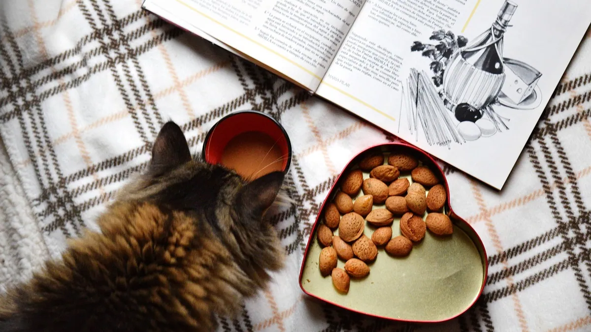 Can Cats Eat Cashews or Almonds? Nut Safety