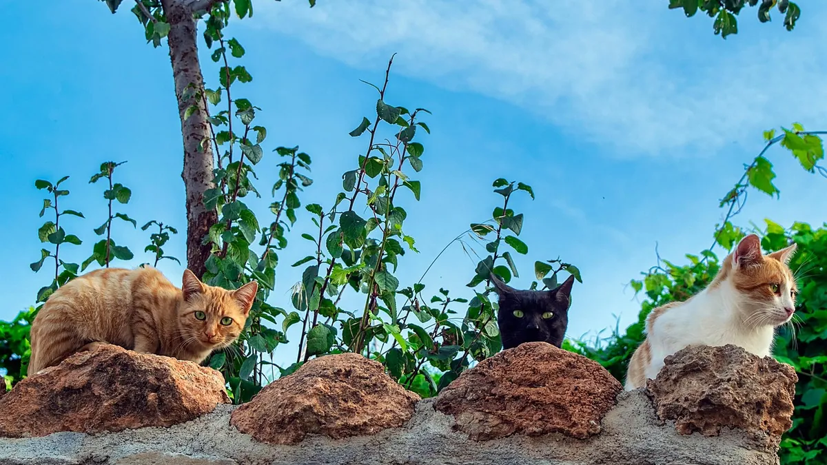 Can Cats Eat Cauliflower? Raw, Cooked, and Rice Options