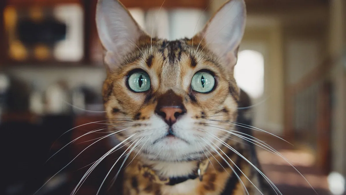 Can Cats Eat Cheerios? Honey Nut Cereal Safety