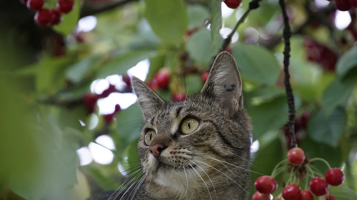 Can Cats Eat Cherries? Cyanide Risk From Pits