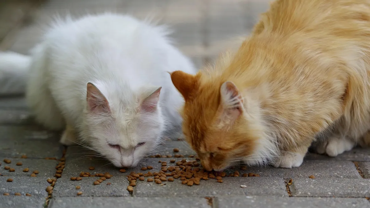 Can Cats Eat Chicken Breast? Canned, Raw, and Daily Limits