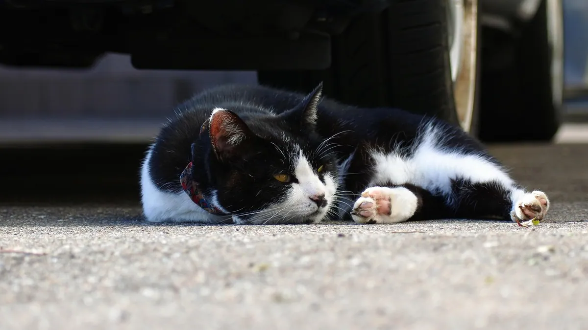 Can Cats Eat Chicken Hearts? Raw, Cooked, and Carcass