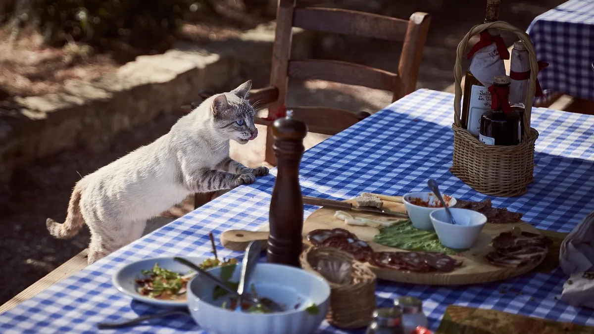 Can Cats Eat Chickpea Flour, Pasta, or Water?