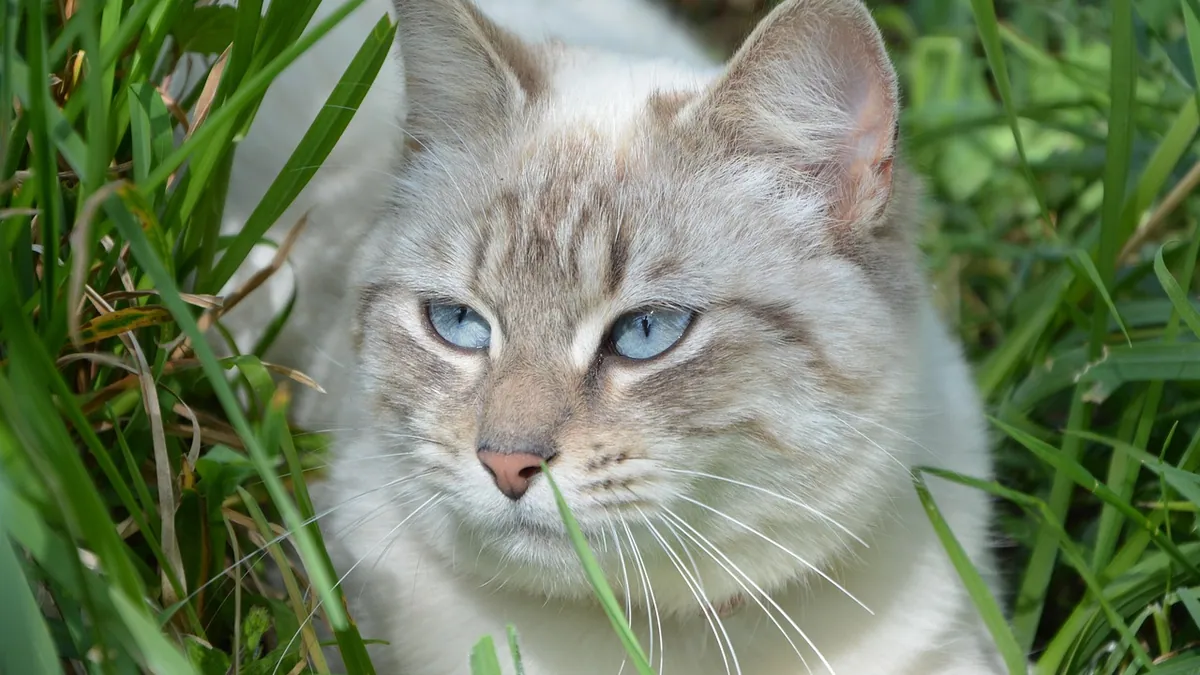 Can Cats Eat Cilantro? Onion Mix Warnings